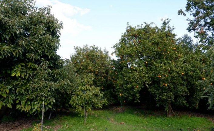 Tropikal meyve nöbeti! 10 tane çalınsa 100 lira