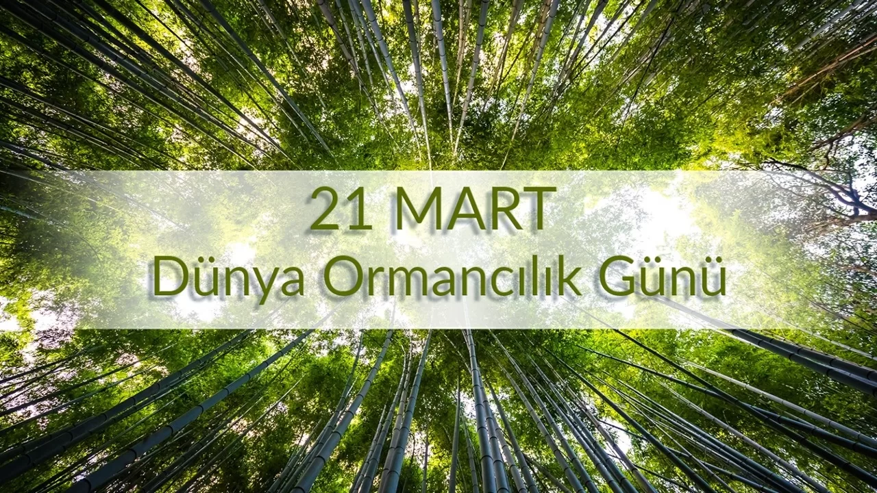 Bursa'da Dünya Ormancılık Günü Kutlandı: Binlerce Fidan Toprağa Verildi