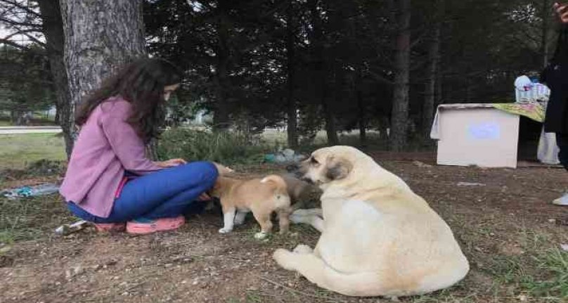 Bursa'da anne köpek sonunda hastane bahçesini yuva belledi