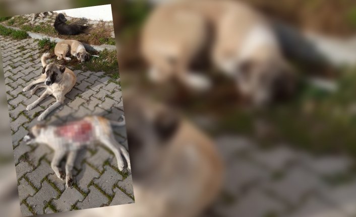 "Benek" isimli sokak köpeği, derisinin bir kısmı yüzülmüş halde ölü bulundu!