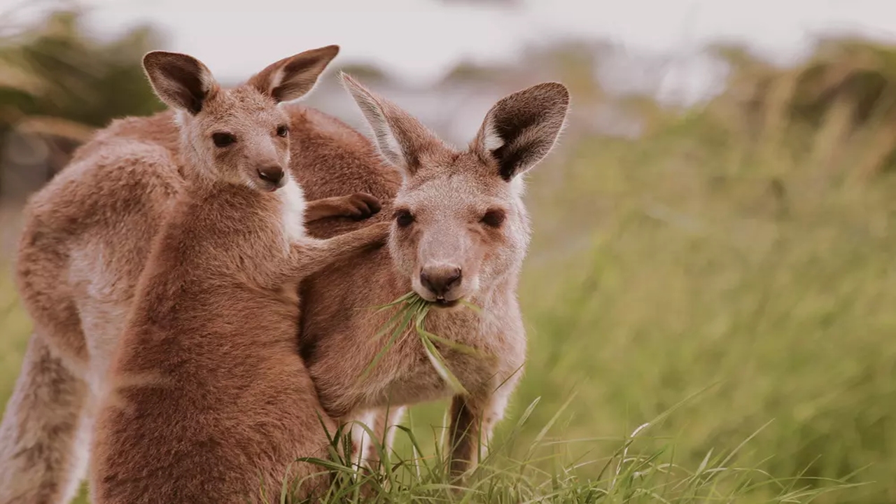 Avustralya'da Üç Yeni Nesli Tükenmiş Kanguru Türü Keşfedildi