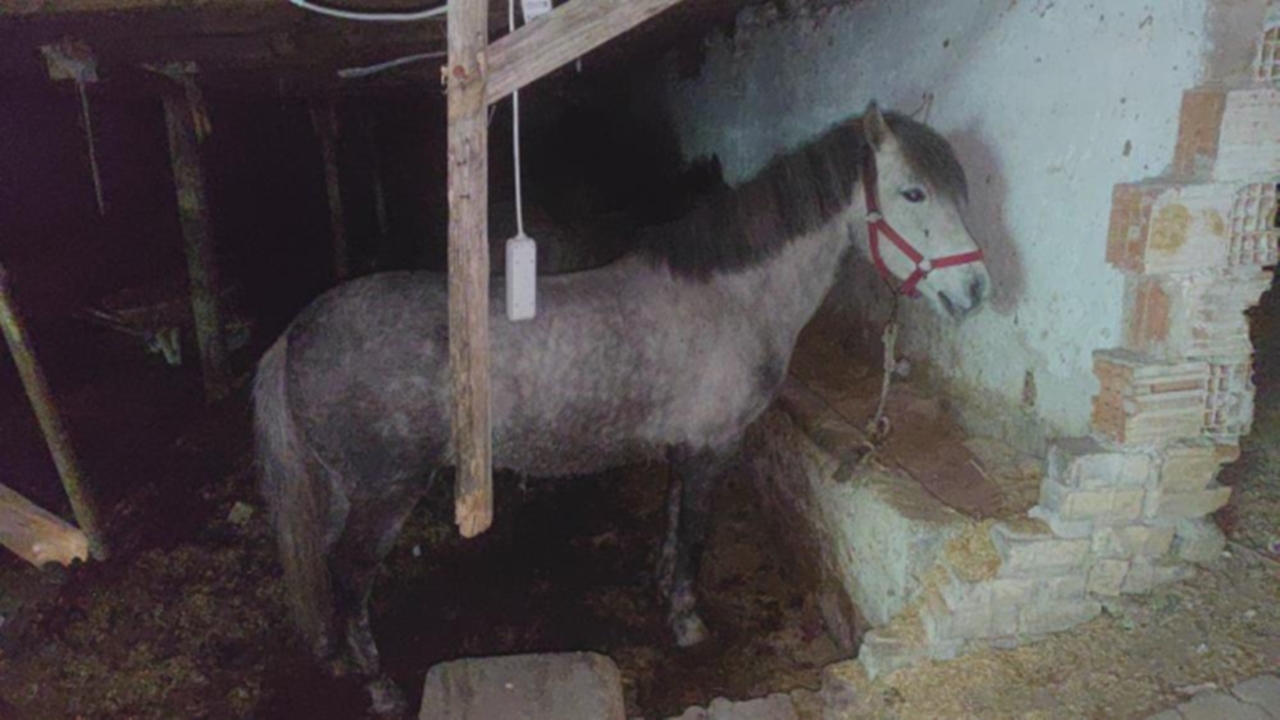 At Kesimi İhbarı Üzerine 3 Hayvan Kurtarıldı