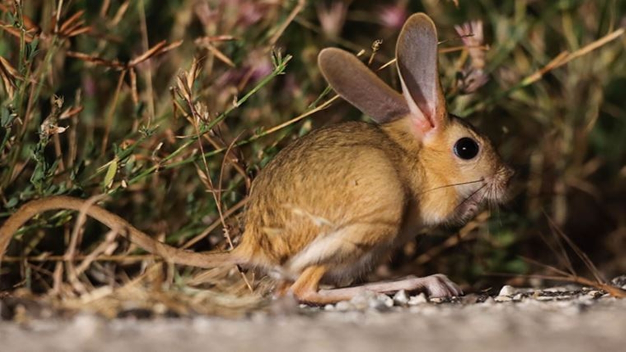 Sivas'ta Nadir Görülen Arap Tavşanı Görüldü