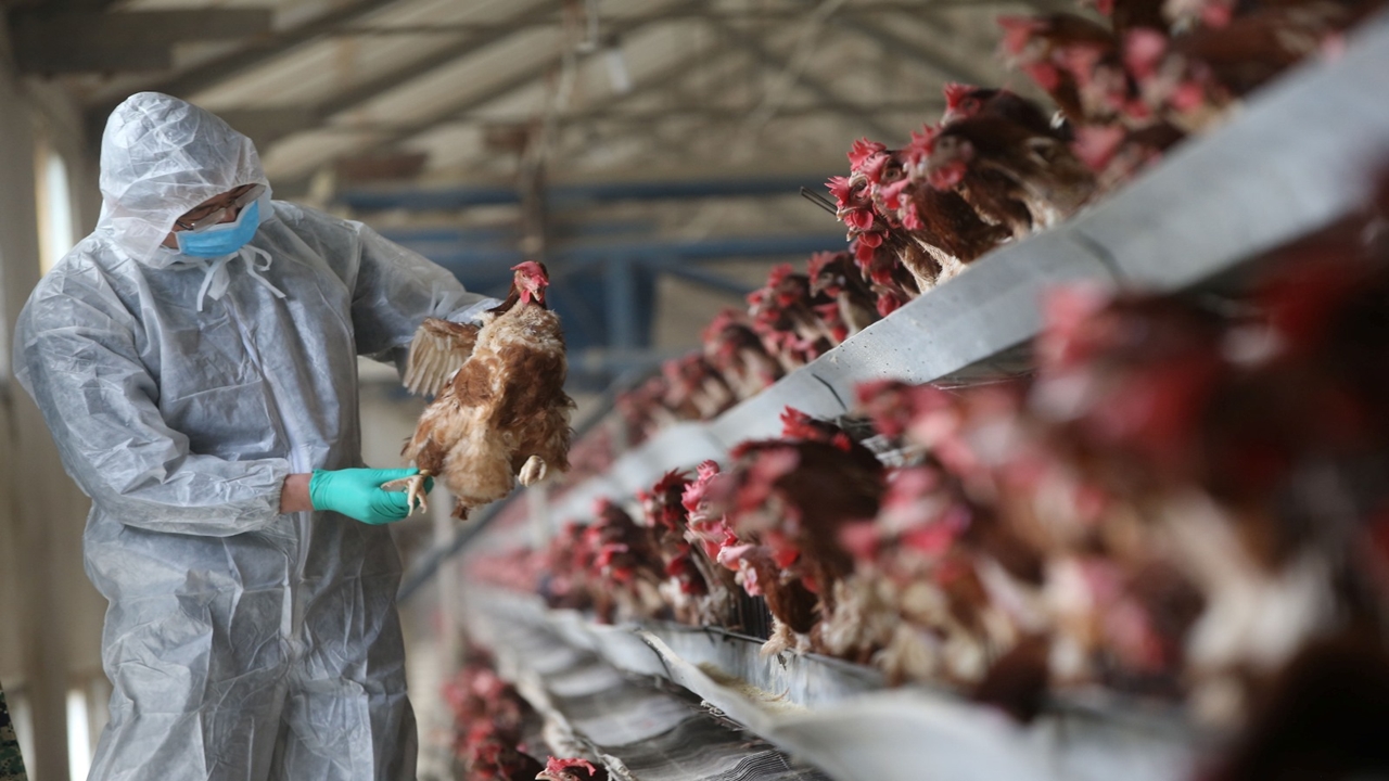 ABD'de H5N1 Kuş Gribinde İlk Vaka Kaydedildi