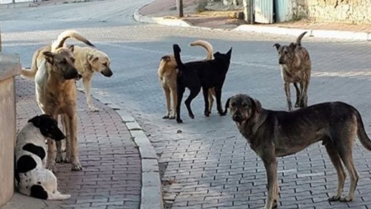 Kocaeli Valiliği'nden Tepki Çeken İstem: Belediyelere Başıboş Köpeklerle İlgili Öldürülsün Talimatı