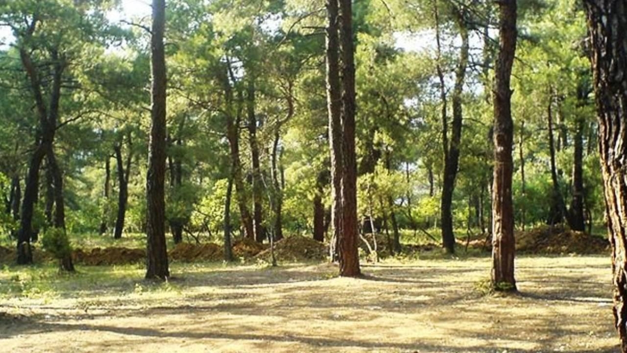 Kırklareli'nde Ormanlık Alanlara Giriş Yasaklandı