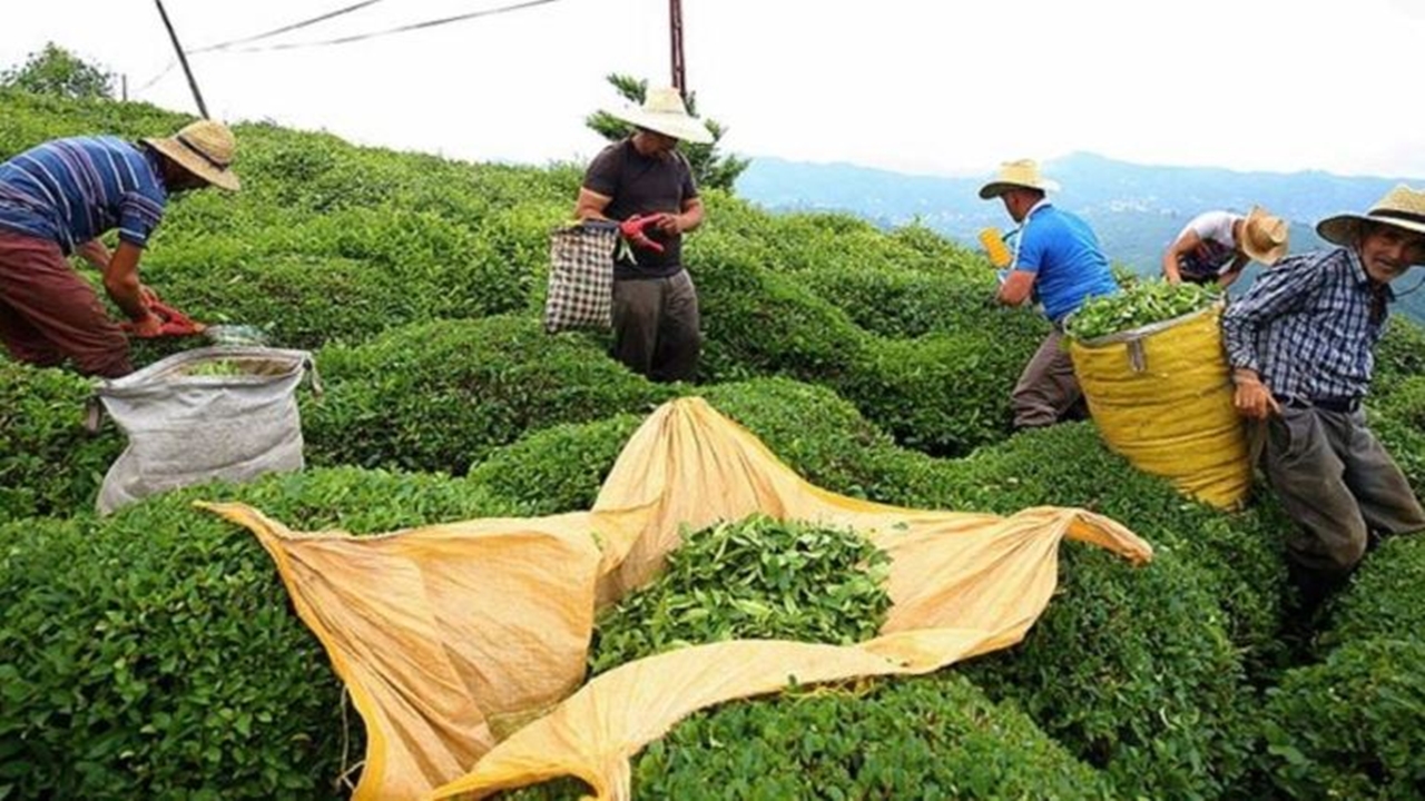 Tarım ve Orman Bakanlığı 2024 Yılı İçin Yeni Yaş Çay Alım Fiyatını Açıkladı