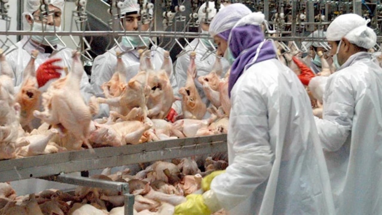 Tavuk Üretimi Yıllık Bazda Artış Gösterdi