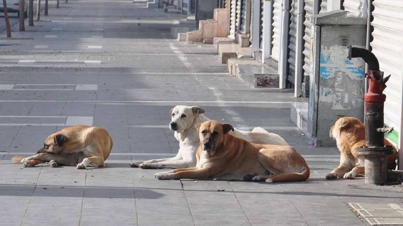 Sokak Hayvanlarıyla İlgili Yeni Çözüm Yolda: Kısırlaştırma Yetersiz mi?