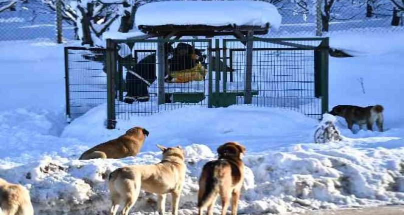 Bursa'da 200 binden fazla sahipsiz hayvan var