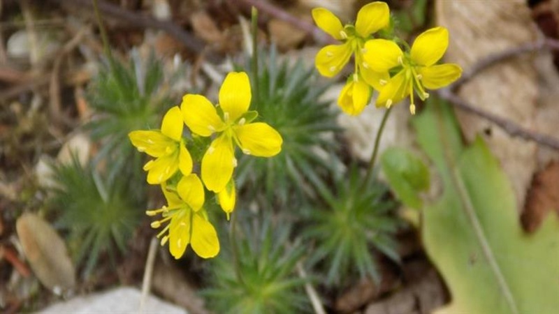 Tüylü Kekreçiçeği Türkiye Bitki Florasına Yeni Tür Olarak Eklendi