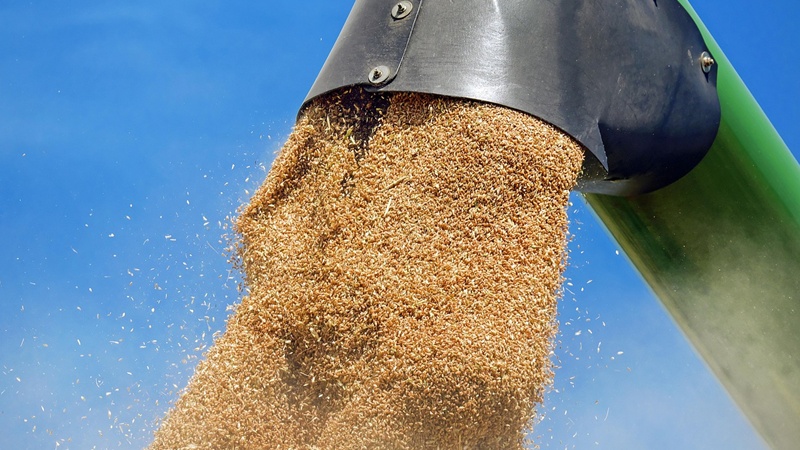 TMO 2026'da Ne Kadar Buğday Alımı Yapacak?