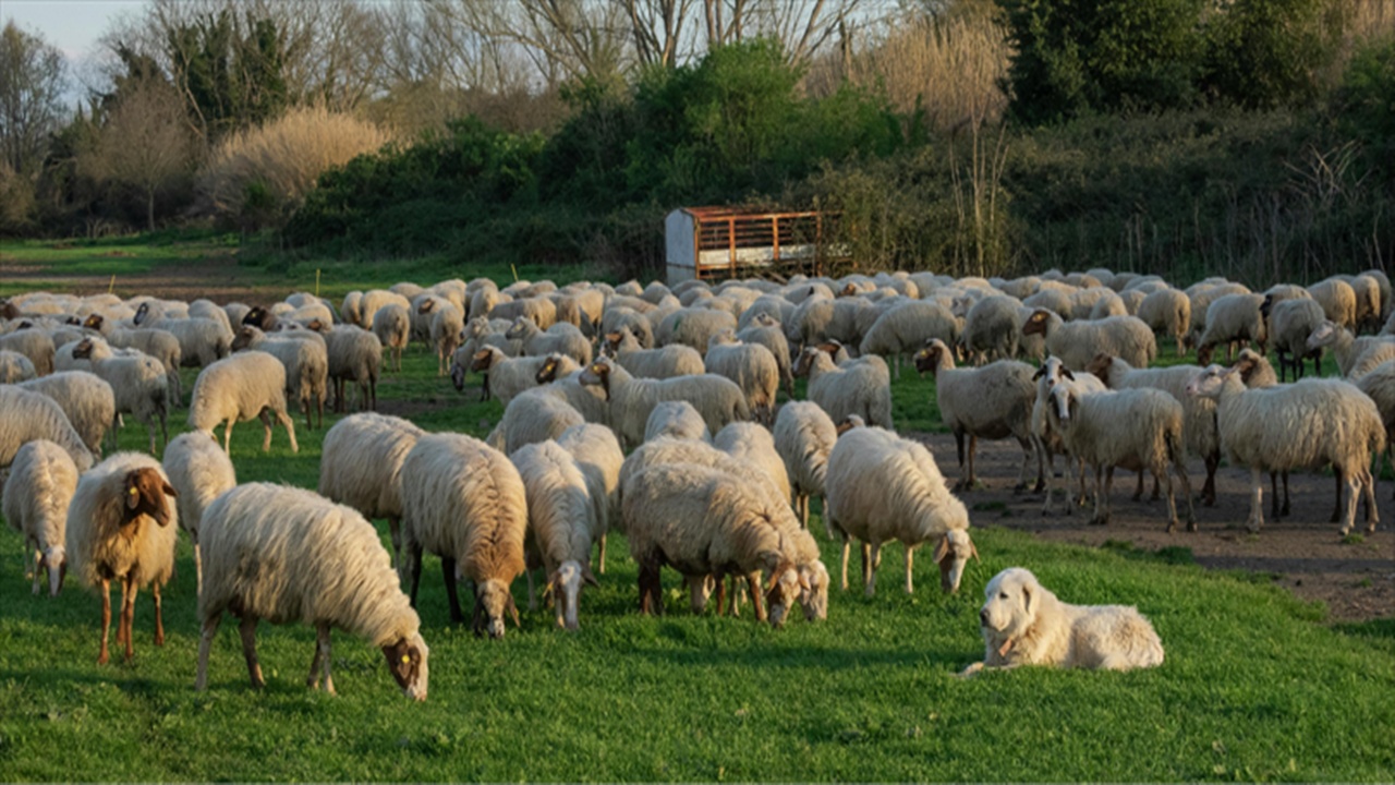 Kırsalda Küçükbaş Destek Projesi İçin Başvuru Nasıl Yapılır?