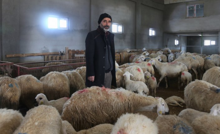 İki ay içinde 220 koyunu telef olan çiftçiye yem analizi şoku!