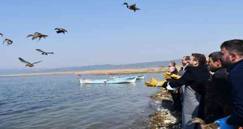 İznik Gölü'nde kaçak avcılardan kurtarılan 56 ördek artık özgür