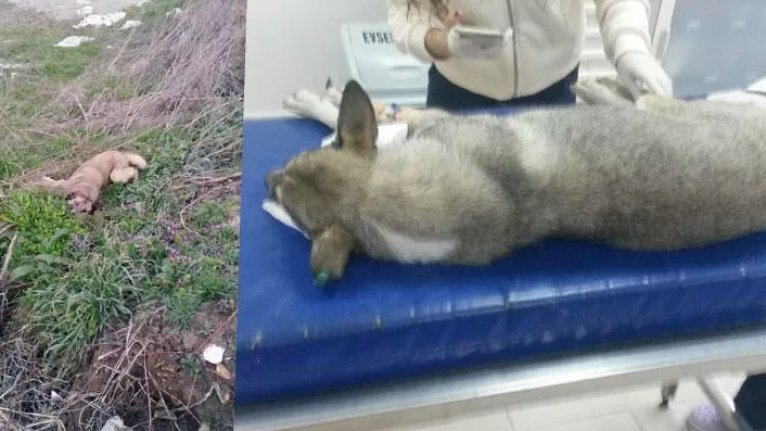 Bursa Mudanya'da vahşet! 30 köpeği zehirleyerek öldürdüler