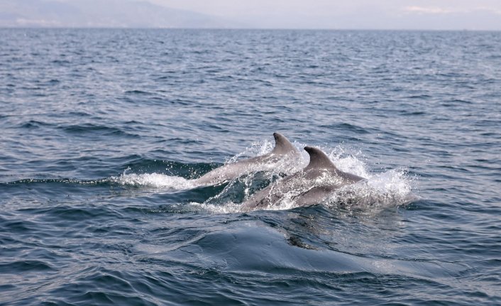 Dans eden yunuslar Mudanya'da görüntülendi