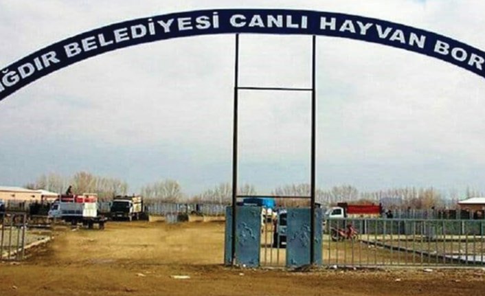 Şap hastalığından dolayı Iğdır hayvan pazarı kapatıldı