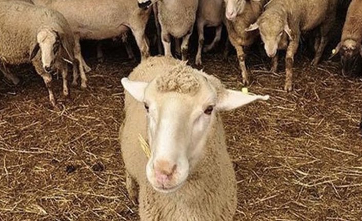 Iğdır'da "mavi dil" hastalığı görülen köyler karantinaya alındı!