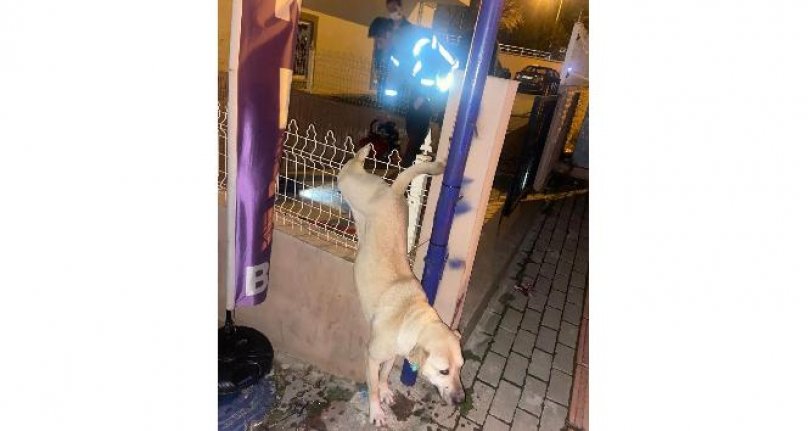 Bursa'da demir korkuluklara saplanan köpeği itfaiye kurtardı