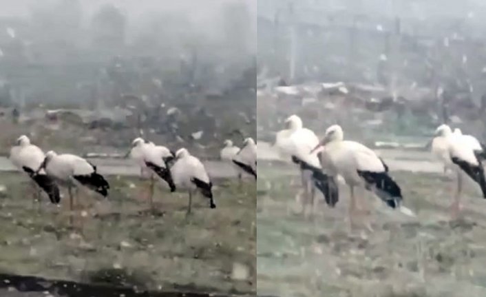 Bursa'da leyleklerin eksi 1 derece soğukla mücadelesi...