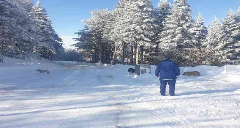 Uludağ'da aç kalan köpeklere jandarma şefkati