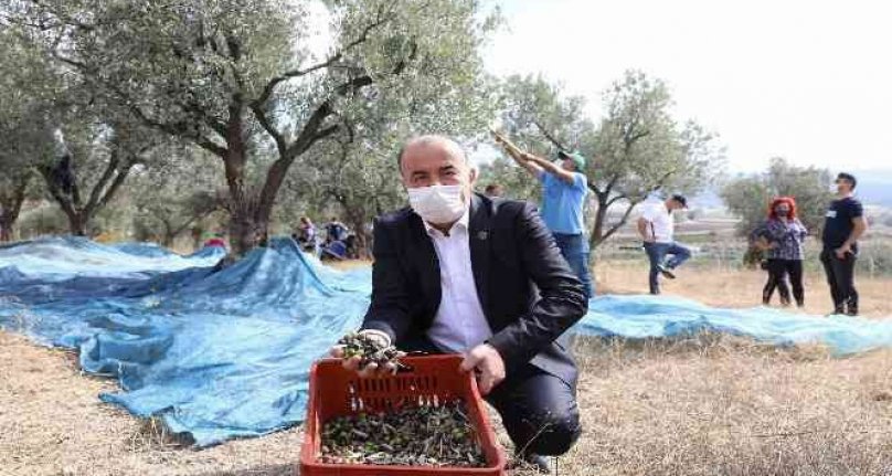 Mudanya'nın geleneksel zeytin yetiştiriciliği Unesco'ya aday