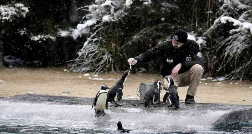 Bursa'da kar altında penguenlerin beslenme saati