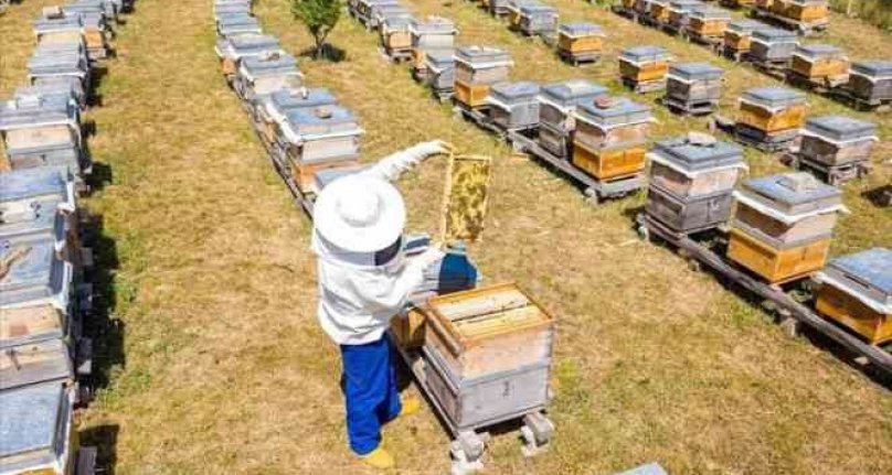 İnegöl Belediyesi 250 adet arı kovanı dağıtacak