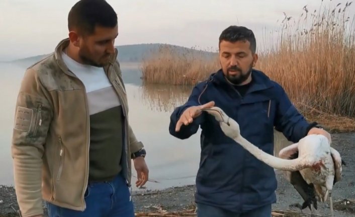 Bursa'da ayağı kırılan flamingoyu kurtardılar