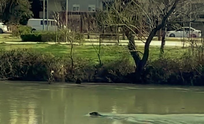 Akdeniz Foku, Manavgat Irmağı'nı mesken tuttu