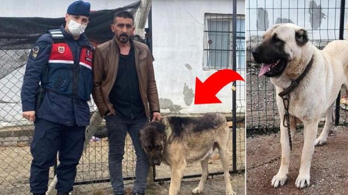 Pes dedirten olay! Tanınmaması için çaldığı köpeği boyadı