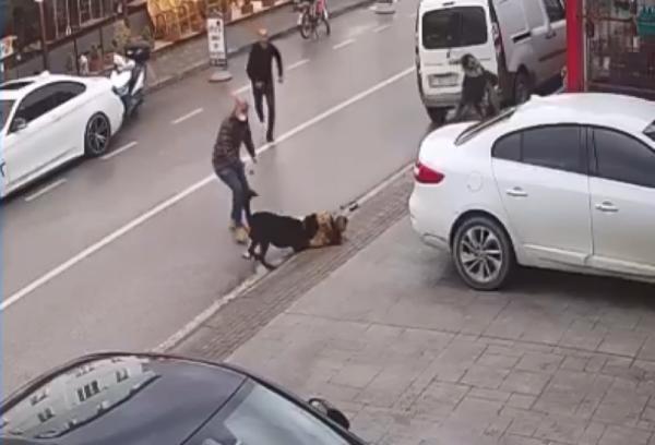 Köpek üzerine atlayınca kucağından çocuğu düşürdü!