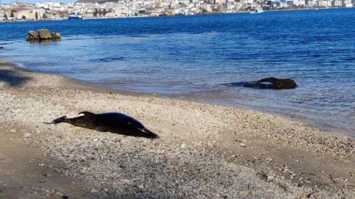 Sinop’ta ölü yunus sahile vurdu