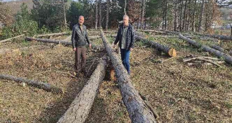 Bursa'da ağaç katliamı