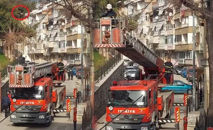 Bursa'da ağaçta asılı kalan kuşu itfaiye ekipleri kurtardı