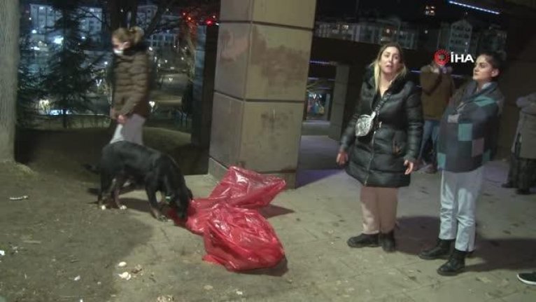 Zehirlenen yavru köpeklerin başından dakikalarca ayrılmadı...