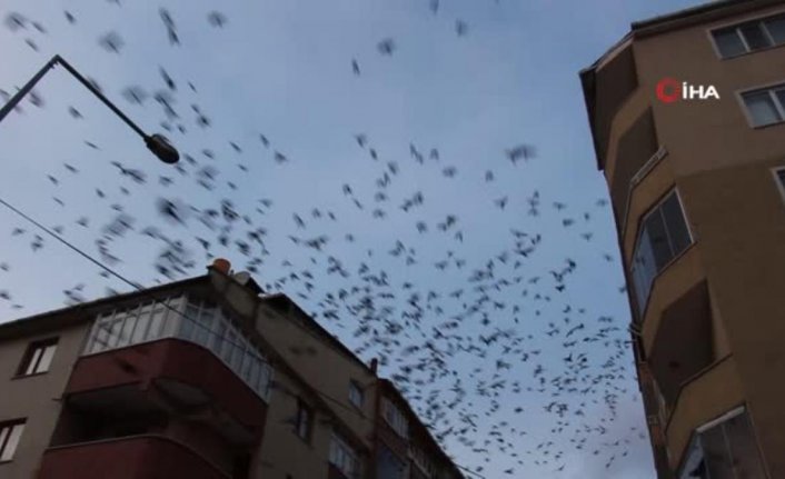 Karga istilası! Vatandaşlar seslerinden uyuyamıyor