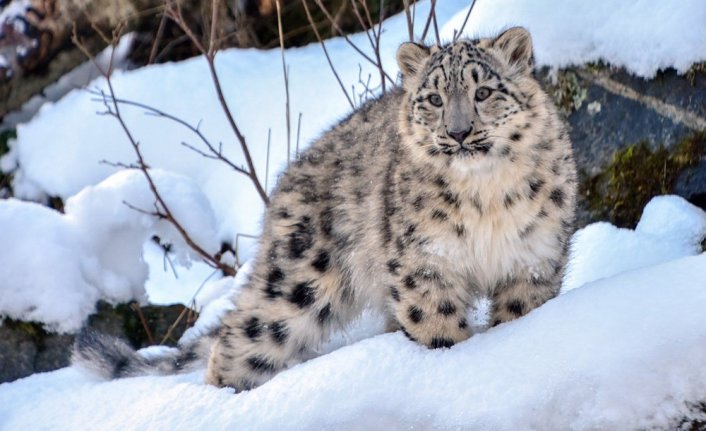 Kar leoparı Covid-19 nedeniyle hayatını kaybetti