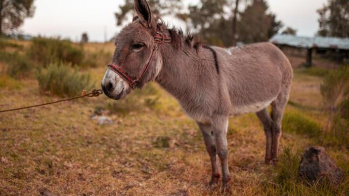 Yıllar süren dava bitti! Yargıtay'dan eşek kararı