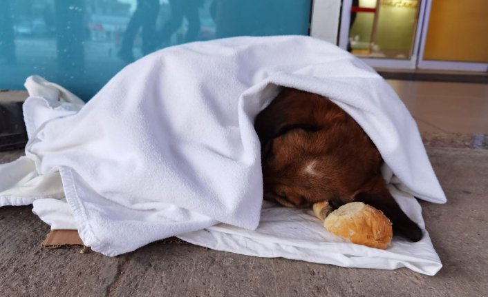 Bursa'da soğuktan titreyen yavru köpeğe sağlıkçı şefkati