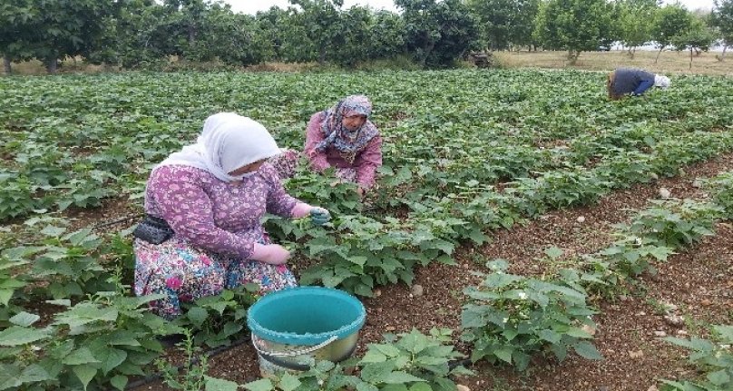 Bursa'nın meşhur "nazende" fasulyesinin hasadı başladı