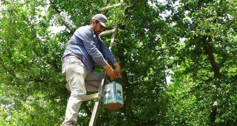 Bursa'nın meşhur papaz eriği çiftçinin yüzünü güldürüyor