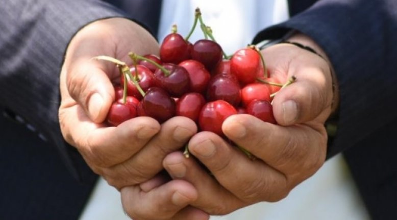 Bursa'da erkenci kirazı hasadı başladı