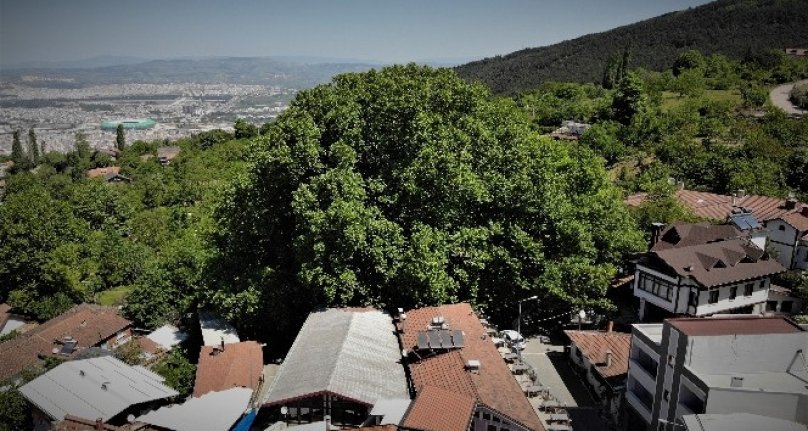 Bursa'nın dünyaca ünlü ulu çınarı doğal güzelliğine kavuştu