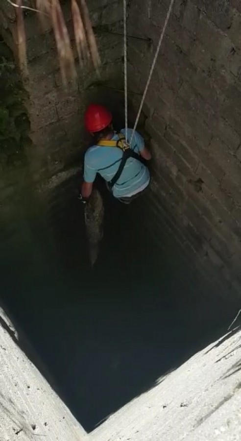 Bursa'da kuyuya düşen çakalı ekipler kurtardı