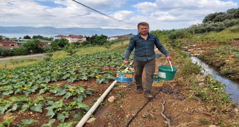 Bursa’da mevsimin ilk kabağı hasat edildi