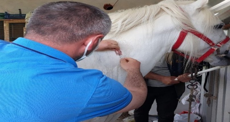 Bursa'da rahvan yarış atlarına çip takıldı