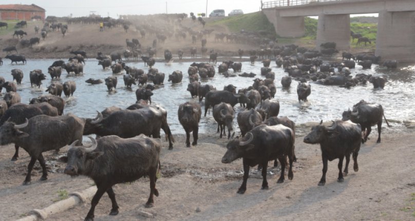 Dicle Nehrinde binlerce ölü balık kıyıya vurdu