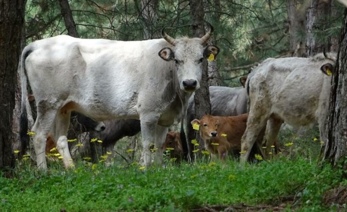 Bursa'da dağda kurbanlık dana avı! Doğada kendi başlarına yetişiyorlar